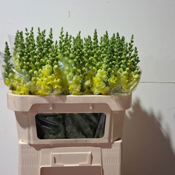product/img.floraplaza.nl/18064-70-LIVE_fotos-0xB64E6155D8BE8B4EF27B0A9A73A1246D90E97866.jpg