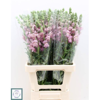product/img.floraplaza.nl/18071-75-LIVE_fotos-0xC1A0BCFEA4DB86671E1EF1949DEBC145BFD5C863.jpg