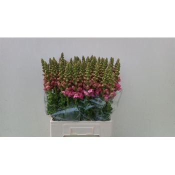 product/img.floraplaza.nl/18127-65-LIVE_fotos-0xB236353ECAED00CE18F0EC488B8B539F476A0DFF.jpg