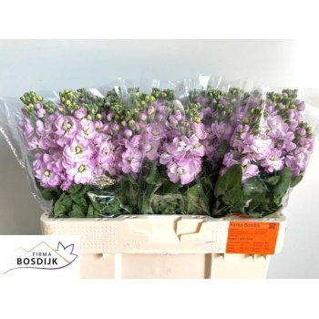 product/img.floraplaza.nl/18160-LIVE_fotos-0x841D184293EBEB5B5827B99D0BD0FCD45FDD9936.jpg