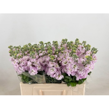 product/img.floraplaza.nl/18160-LIVE_fotos-0xAF8B6209446697FF6CB6B3BFB483543E7671A62A.jpg