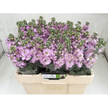 product/img.floraplaza.nl/18160-LIVE_fotos-0xE368295BFF828713EC87CAD9B3D13E6304B06EED.jpg