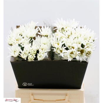 product/img.floraplaza.nl/1830-45-LIVE_fotos-0x3D063D82B1533CD137BA3B465716DE786FEE4F30.jpg