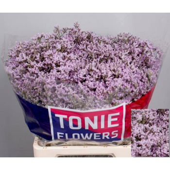 product/img.floraplaza.nl/18391-60-LIVE_fotos-0xED88D9E81FF586BEB87244F99250AFFF58DE4822.jpg
