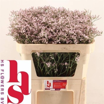 product/img.floraplaza.nl/18391-70-LIVE_fotos-0xA48E1EE84B1FD76E59426B6A239FBB91A97F60B3.jpg