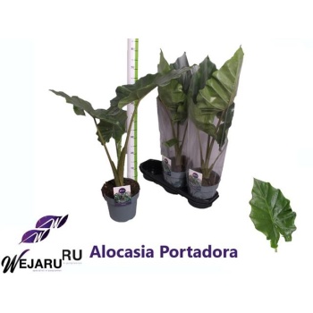 product/img.floraplaza.nl/18559-19-LIVE_fotos-0xC9CEFEADD70998B6A5D3CEE753D492CDBB8894D5.jpg