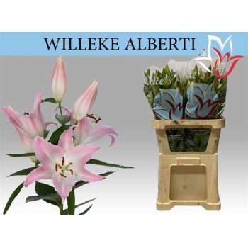 product/img.floraplaza.nl/18565-90-LIVE_fotos-0xD2DE7991F6E6AAF2BEB6F99BF4FB43CA50A55E64.jpg
