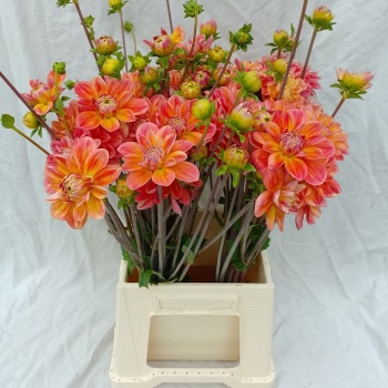 product/img.floraplaza.nl/1860-52-LIVE_fotos-0x77FC81F728B7A96BA0D1D71D0230BCAECE40CEE3.jpg