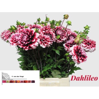 product/img.floraplaza.nl/1860-55DAHL-LIVE_fotos-0xB4710FF04059E348C8D2D72156135A45470B0BD4.jpg