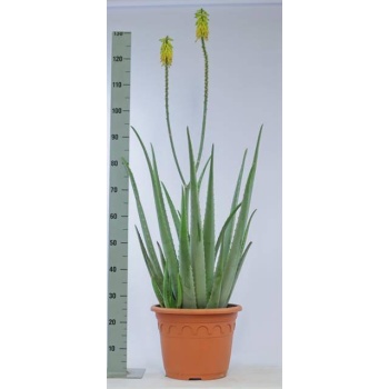 product/img.floraplaza.nl/18778-30-LIVE_fotos-0x940EAEC2875BC47DA6495E3E7D35338830D2FEA5.jpg