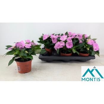 product/img.floraplaza.nl/18949-13-LIVE_fotos-0xF70896A9D956F57AA96FC6F2E3FB07BE60A655B9.jpg