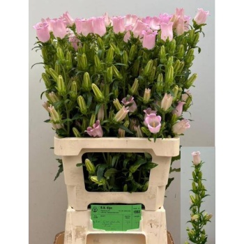 product/img.floraplaza.nl/19310-70-LIVE_fotos-0xDFF7EE8E6AE84BEF1547A689FA180FB353EDE932.jpg