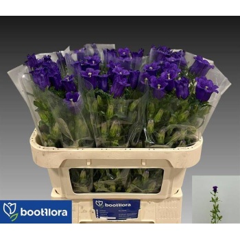 product/img.floraplaza.nl/19311-70-LIVE_fotos-0xCD1806C96B67D717ABE674C026DA3BFEEE58BC09.jpg