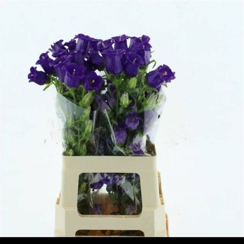 product/img.floraplaza.nl/19311-70-LIVE_fotos-0xDD5493A68FA457BF326B12F4CC10049DD7A4E79E.jpg