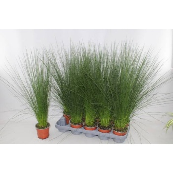 product/img.floraplaza.nl/19335-12-LIVE_fotos-0xC212DBBEC0136966310265EAD74FE7D8D5DE8AA3.jpg