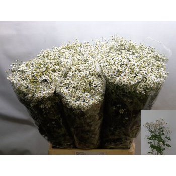 product/img.floraplaza.nl/1939-70-LIVE_fotos-0x22188631C9A84C6EEEE8DB6F9689C28D648E93E8.jpg