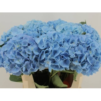 product/img.floraplaza.nl/19427-80-LIVE_fotos-0xFE1D2AC5B883188638A2DF2CE627C1E60A028802.jpg