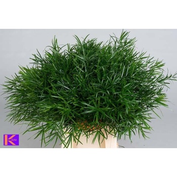product/img.floraplaza.nl/19456-50-LIVE_fotos-0x7FF4E07BF19B9E9082E5217DB78AAE02515AADB4.jpg