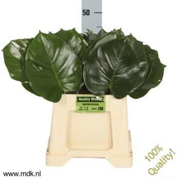product/img.floraplaza.nl/1981-45-LIVE_fotos-0x7384402B8DBA3686F72C099BAB180D8B5864D843.jpg