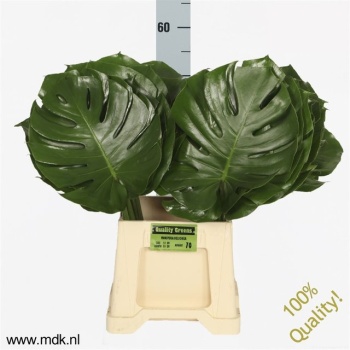 product/img.floraplaza.nl/1981-55-LIVE_fotos-0x953DB51D6884825CC153A30235953B3BB7B8A313.jpg