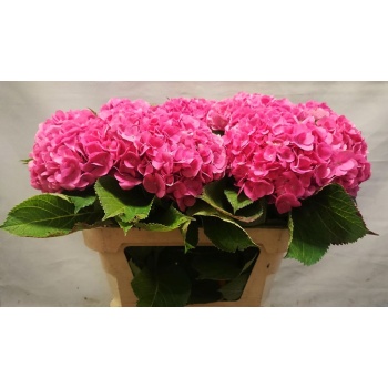 product/img.floraplaza.nl/19869-70-LIVE_fotos-0x4ECA0B992C85C42E03B671372D5B7B040E90EDB7.jpg