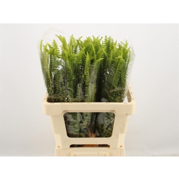 product/img.floraplaza.nl/1991-60-LIVE_fotos-0xBC77A164FEBAC1E5D45762EED808FD9F64BE5AF2.jpg product/img.floraplaza.nl/1991-60-LIVE_fotos-0xBC77A164FEBAC1E5D45762EED808FD9F64BE5AF2.jpg