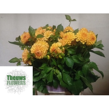 product/img.floraplaza.nl/19920-50-LIVE_fotos-0xDEA6BCA07B7C1E792CBA23E16B4E743DB6B6F062.jpg