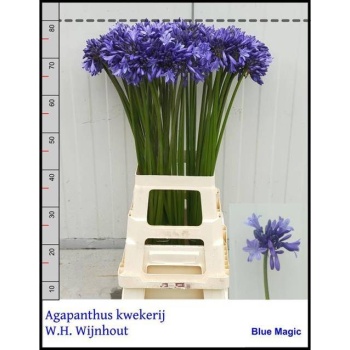 product/img.floraplaza.nl/2-80-LIVE_fotos-0x5A7E272BE6579489096380DF80D276155F7B02CE.jpg