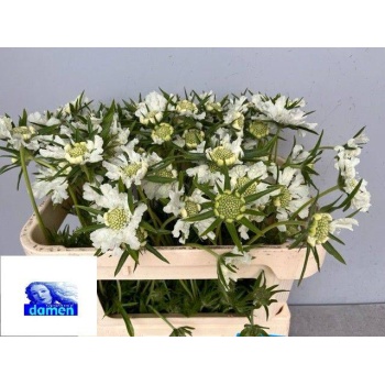 product/img.floraplaza.nl/20038-65-LIVE_fotos-0x06E989BB7D7786EF780AA9A19D9613CC6D7C0FE2.jpg