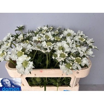 product/img.floraplaza.nl/20038-65-LIVE_fotos-0x7F3DD61317ABC657E8CE0CFB869E9ECBB6115CE3.jpg