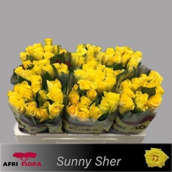 product/img.floraplaza.nl/20199-50-AFRI-LIVE_fotos-0x13DC5C10DCD926F26DF4568601AA486FB5E07B62.jpg