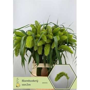 product/img.floraplaza.nl/20284-70-LIVE_fotos-0x292A53D2393221CEB766076144165A73FE299BD4.jpg