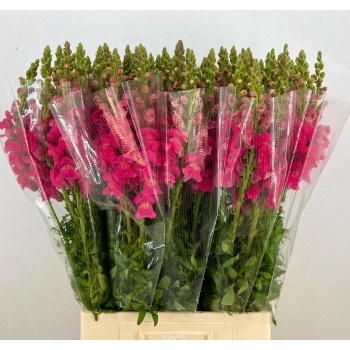 product/img.floraplaza.nl/203-70-LIVE_fotos-0xA7B858F3F39B2EB7BA66FEB5DA3A139D08132D1C.jpg