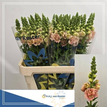 product/img.floraplaza.nl/203-80-LIVE_fotos-0xF633E9C5EDC15A947C83318880462BA2849BA5D0.jpg