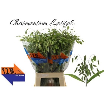 product/img.floraplaza.nl/20376-70-LIVE_fotos-0x8B43AF6ABFB1437AFDBE429D3C494FB2DACB3807.jpg