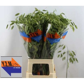 product/img.floraplaza.nl/20376-80-LIVE_fotos-0xBFABBD6CF11111A13BE200CFFE6CE9D687A49E52.jpg