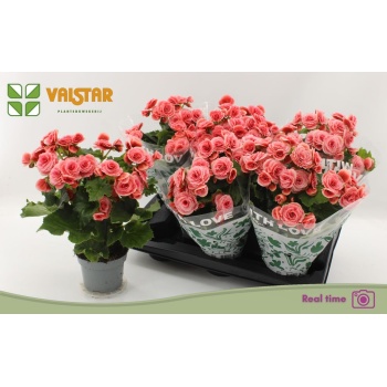 product/img.floraplaza.nl/20729-13-LIVE_fotos-0x211A7905886FA4F447A6FBD8B681ADE9E2EF1923.jpg