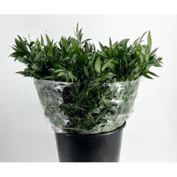 product/img.floraplaza.nl/20751-50-LIVE_fotos-0x2B1B9AD1DEFB9BED4EFECD765EA60DCA7992977D.jpg