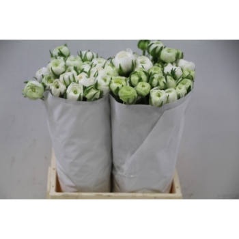 product/img.floraplaza.nl/20941-ASSORTI_fotos-MVA-Ranunculus elegance white.JPG