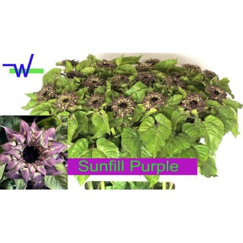 product/img.floraplaza.nl/2128-80-LIVE_fotos-0xB1668124405CEEF708D31773FD7F3EFEC55DF7DA.jpg