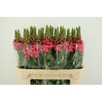 product/img.floraplaza.nl/21900-75-LIVE_fotos-0x83C9811CFB0516C44E14993774F6378D30F6BD2C.jpg