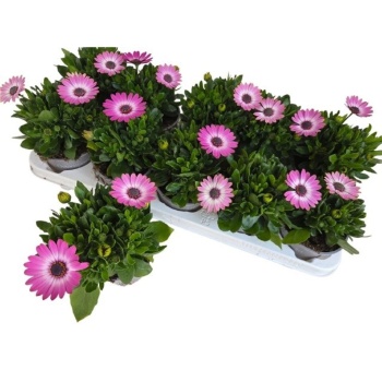 product/img.floraplaza.nl/21951-510-LIVE_fotos-0xE3627E374D397510907DB683BB24B436530C5195.jpg