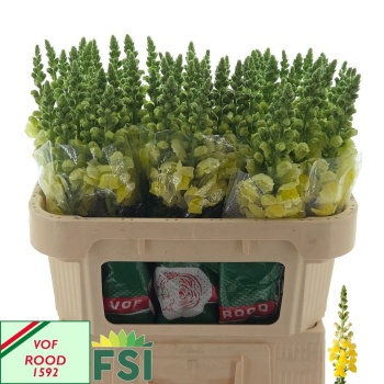 product/img.floraplaza.nl/21982-75-LIVE_fotos-0xF138994408F6514E8A93A11FCEF8D9FFF80CBAD6.jpg