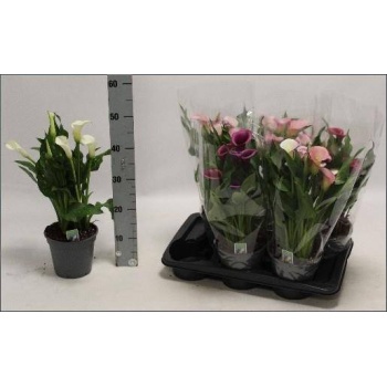 product/img.floraplaza.nl/22050-17-LIVE_fotos-0x2119A8690F7F4826F9FACC4D1E6B866C25A4BD8C.jpg