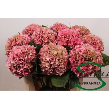 product/img.floraplaza.nl/22154-75-LIVE_fotos-0xCC82A2AC98D6F28DAE89F30B0BC6C4226FFAC54D.jpg