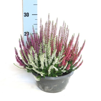 product/img.floraplaza.nl/22298-20-LIVE_fotos-0xB078438441F495C3BF31AECDF5138B020F61A7FC.jpg