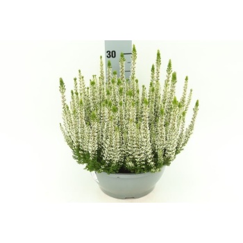 product/img.floraplaza.nl/22298-23-LIVE_fotos-0x0CAA44DDD4AEAEE7164588098E8D518C3DE64EAB.jpg