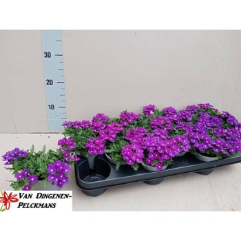 product/img.floraplaza.nl/22444-510-LIVE_fotos-0xE3126693396BECAFFA5CA4DE9C647802F81DB52B.jpg