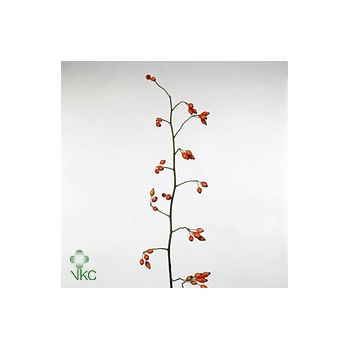 product/img.floraplaza.nl/22527-80-ART_fotos-VBN-vbn22527.jpg