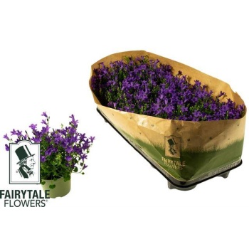 product/img.floraplaza.nl/22731-510-LIVE_fotos-0x43A6D551B22A1C17A8235EA10760494396355940.jpg